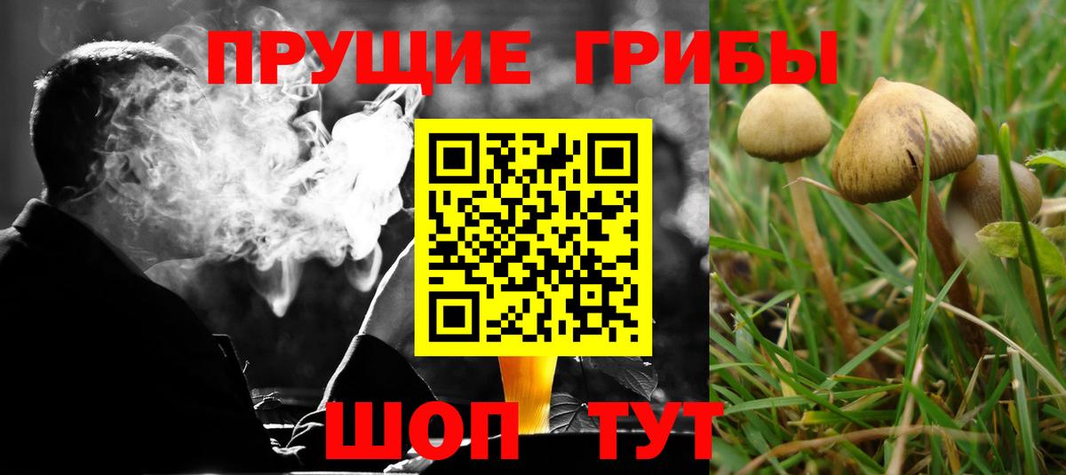 Псилоцибиновые грибы GOLDEN TEACHER  где купить наркотик  Вход с VPN  Химки  Псилоцибиновые грибы мухоморы 